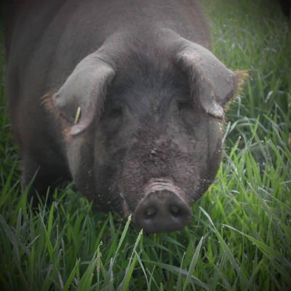 Fisan-iberico-tronco